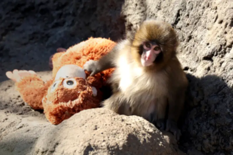 Punch, le bébé macaque abandonné qui émeut la toile avec son doudou
