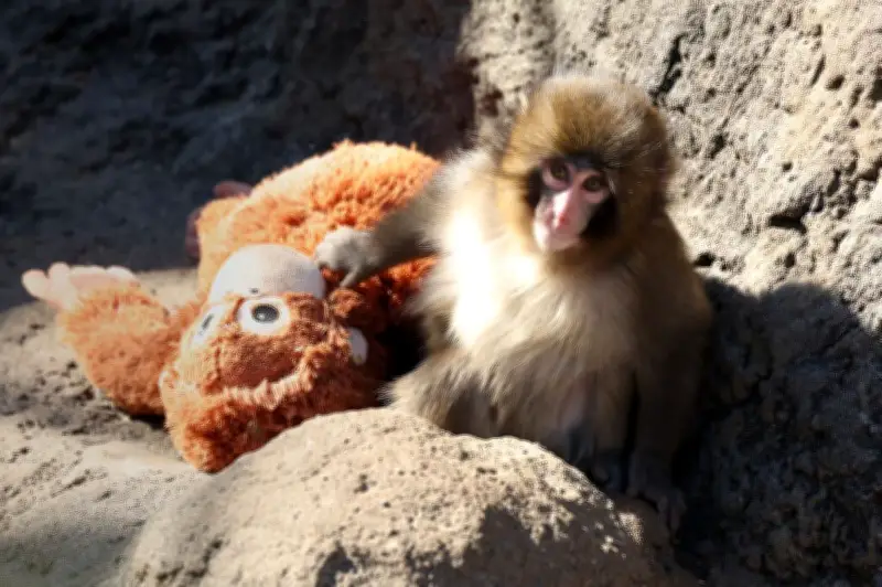 Punch, le bébé macaque en peluche, révèle le besoin vital de contact pour son développement