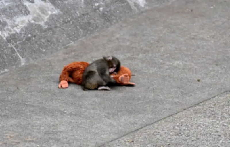 Punch, le bébé macaque japonais adopté par une peluche Ikea, émeut la planète