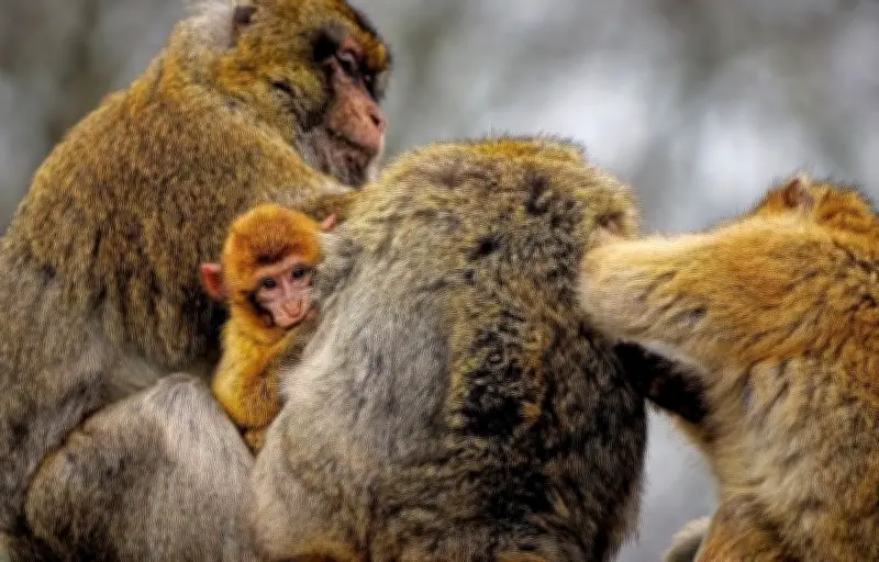 Punch, le bébé macaque japonais qui a conquis le monde avec sa peluche géante
