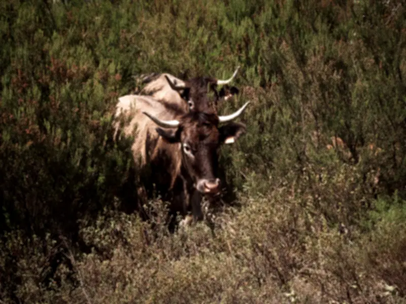 Races bovines menacées : le combat pour la survie des trésors patrimoniaux français