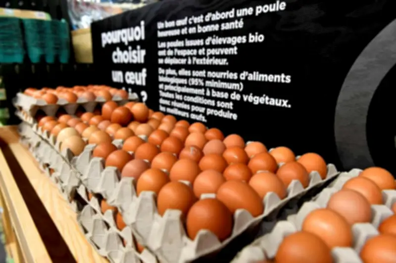 Record de consommation d'œufs en France : la filière accélère la construction de poulaillers