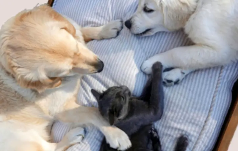 Saint-Valentin : les fleurs toxiques pour vos animaux de compagnie