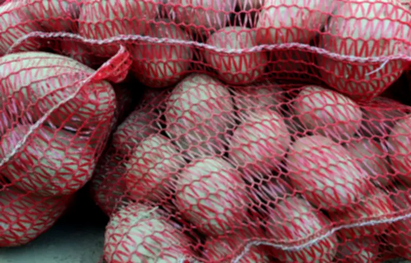 Saisie record de tabac de contrebande caché dans des pommes de terre à Cherbourg