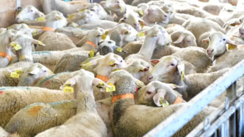 Salon de l’Agriculture 2026 : la région Occitanie représentée par des dizaines d'éleveurs et producteurs