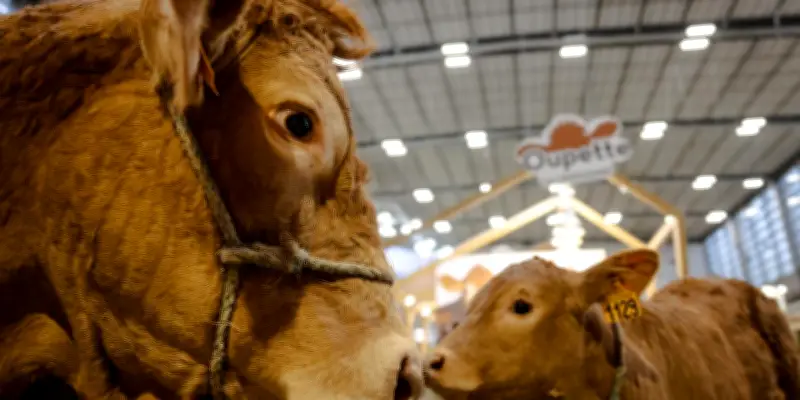 Salon de l'agriculture 2026 perturbé par l'absence des éleveurs bovins