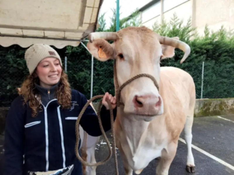 Salon de l'agriculture 2026 sans bovins : les éleveurs landais organisent un « Faux Départ »