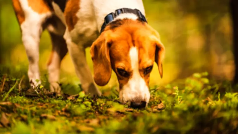Sauvetage incroyable d'un chien de chasse coincé 10 heures sous terre dans le Pas-de-Calais