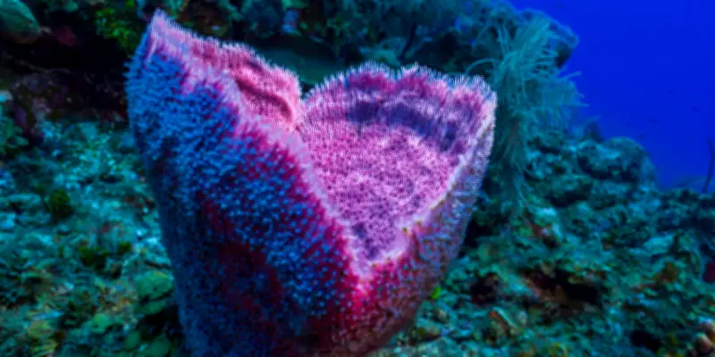 Science rétracte une étude majeure sur l'évolution des éponges, une sommité impliquée