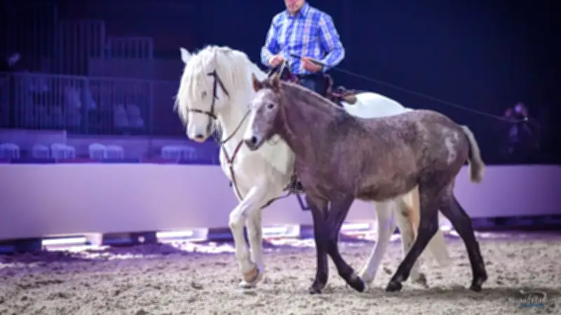 Silvio Pizzitola, éleveur camarguais, présentera son étalon au Salon de l'Agriculture