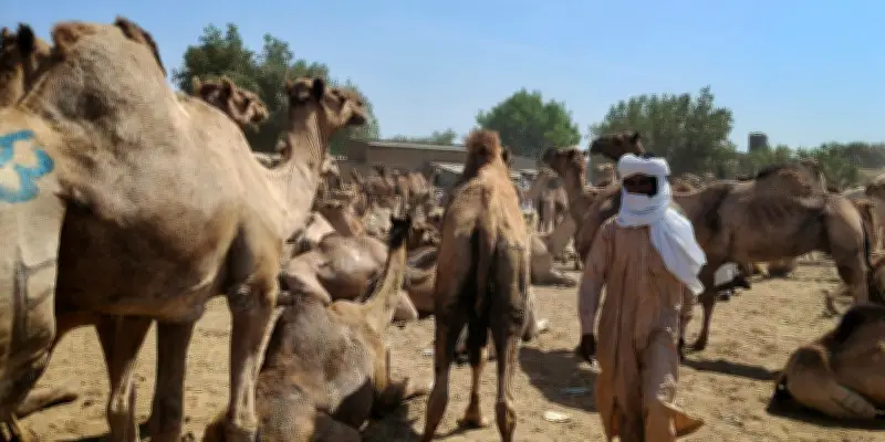 Tchad : le paradoxe du plus grand cheptel de dromadaires au monde, une richesse inexploitée