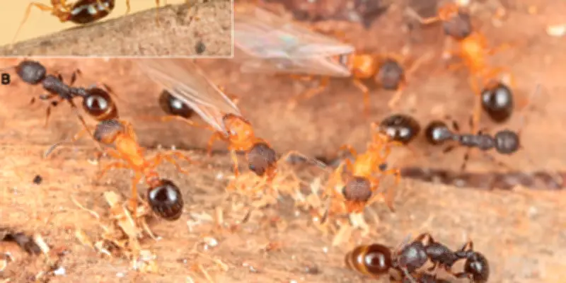 Temnothorax kinomurai : la fourmi japonaise qui défie les règles sociales avec des colonies uniquement de reines