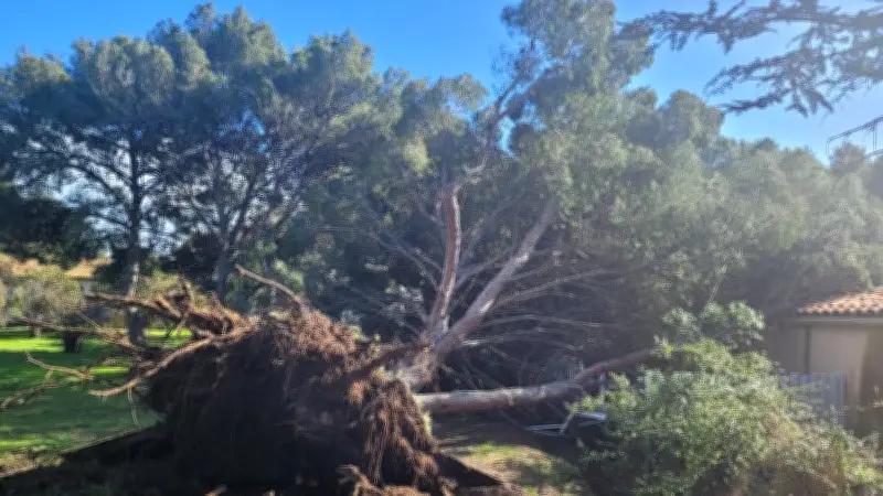 Tempête au Cap d’Agde : deux pins s’écrasent près de l’église Saint-Benoît