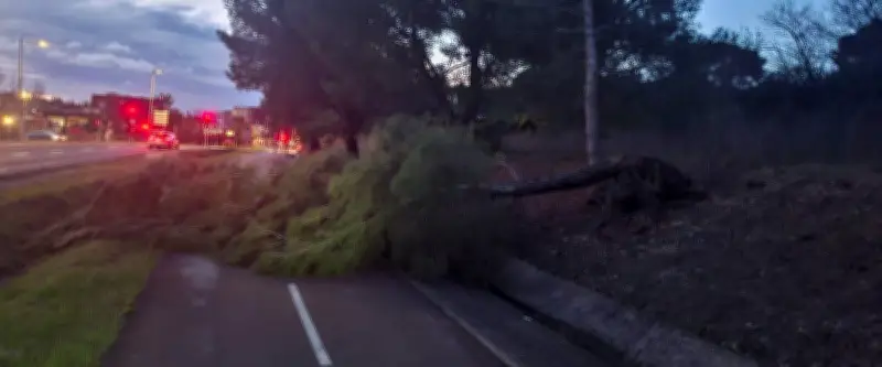 Tempête dans l'Hérault : Vents violents, routes coupées, écoles fermées