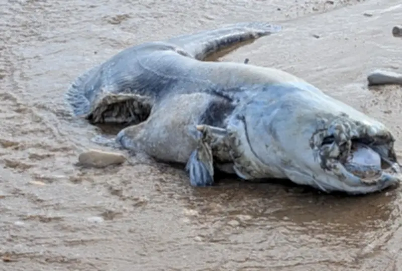 Tempête et marées exceptionnelles provoquent des échouages insolites sur le littoral rétais