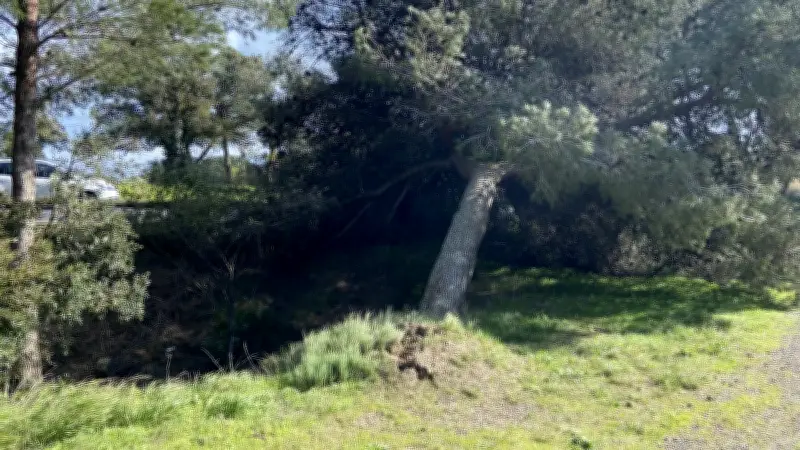 Tempête Nils : 150 arbres déracinés à Agde, le mont Saint-Loup fermé au public
