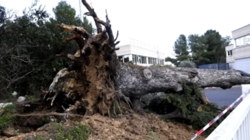 Tempête Nils : 150 arbres déracinés à Montpellier, parcs fermés jusqu'au 18 février