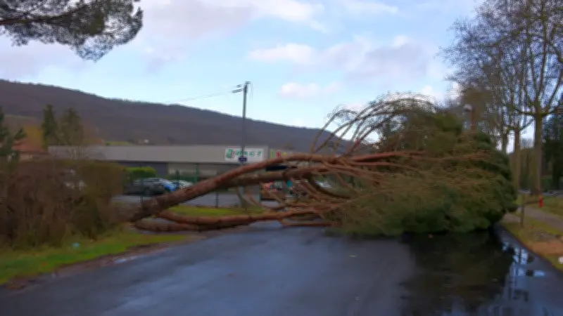 Tempête Nils : arbres déracinés, coupures de courant et fermetures à Saint-Affrique