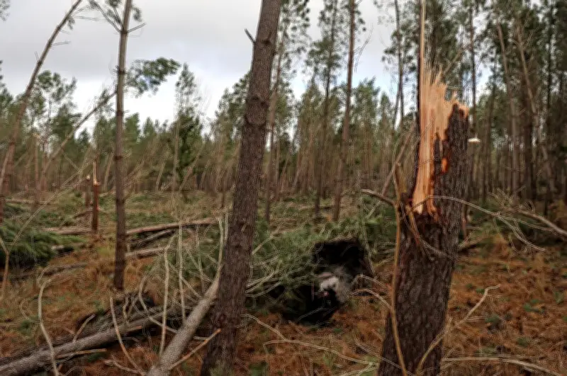 Tempête Nils dans les Landes : des dégâts forestiers étendus mais moindres qu'en 1999
