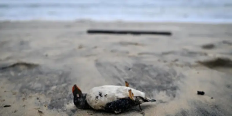 Tempête Nils : des centaines de macareux morts échoués sur les plages des Landes