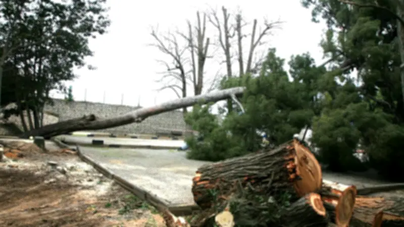 Tempête Nils à Lattes : Deux arbres centenaires déracinés dans le parc municipal