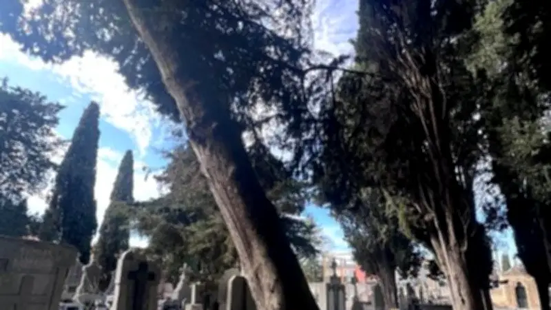 Tempête Nils : le cimetière ancien de Montagnac fermé après des dégâts sur les cyprès