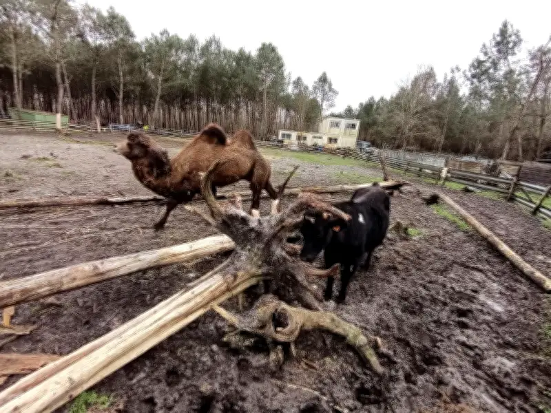 Tempête Nils : le refuge animalier de Landiras se relève grâce à une chaîne de solidarité