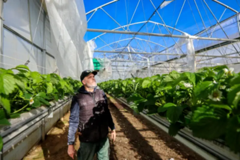 Tempête Nils : les fraisiculteurs de Puch-d’Agenais face à des dégâts considérables