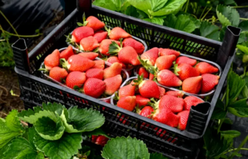 Tempête Nils : les inondations menacent la récolte de fraises en Lot-et-Garonne