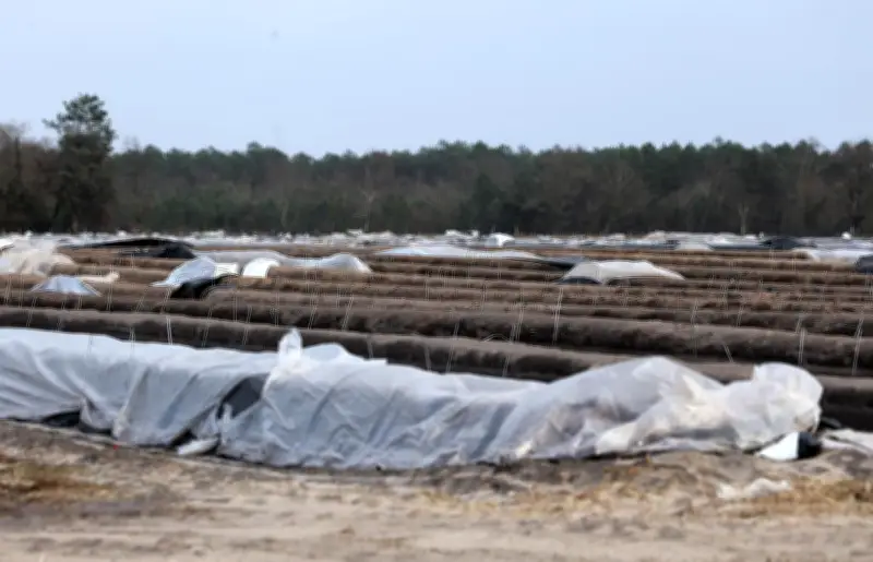 Tempête Nils : les éleveurs landais confrontés à des pannes et des retards logistiques
