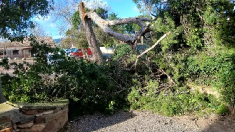 Tempête Nils : Un vieux pin décapité dans le parc de la mairie de Brignac