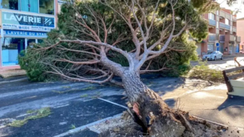 Tempête Nils à Valras-Plage : neuf arbres abattus et remplacés après expertise