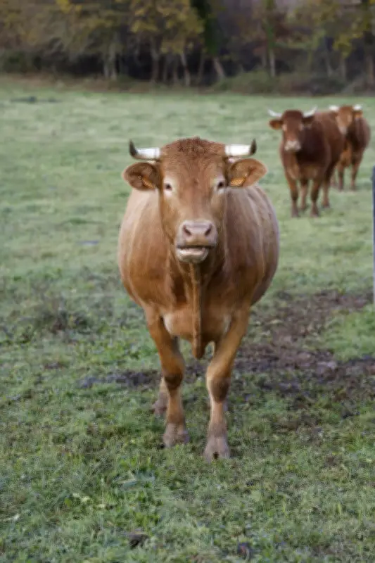 Tempête Pedro en Dordogne : Des animaux s'échappent après la chute d'arbres