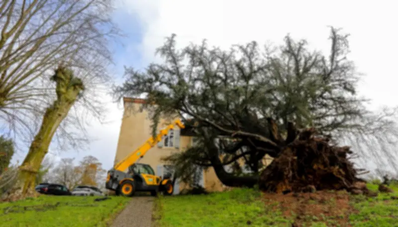 Tempête Pedro : un cèdre historique de 250 ans s'effondre sur le domaine du Pourtaou