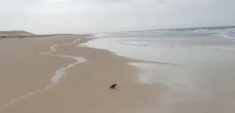 Tempêtes : 1 205 macareux morts échoués sur les plages du bassin d'Arcachon