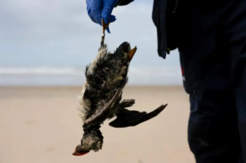Tempêtes en Gironde : les macareux meurent sur les plages, un drame écologique
