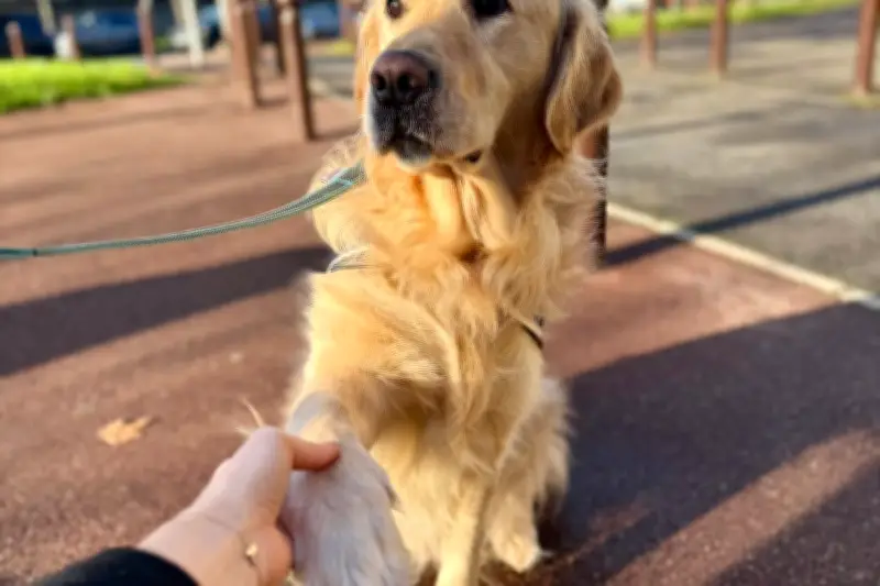 Texto, le chien d'assistance judiciaire qui révolutionne le commissariat de Créteil