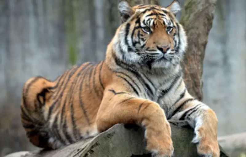 Trafic de tigres au Vietnam : deux hommes arrêtés avec des félins congelés