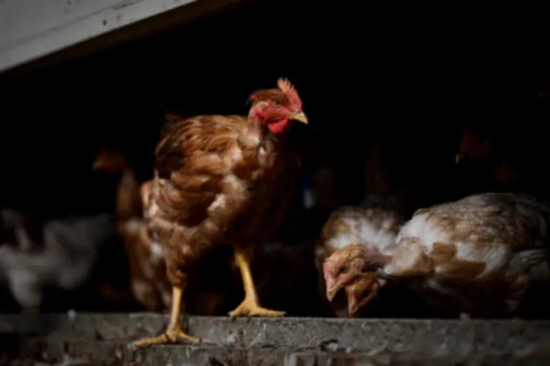 Tribune de vétérinaires contre les turbo-poulets : un appel à l'agro-industrie pour le bien-être animal