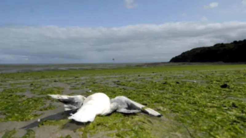 Turquie : un joueur de foot amateur sauve une mouette avec un massage cardiaque