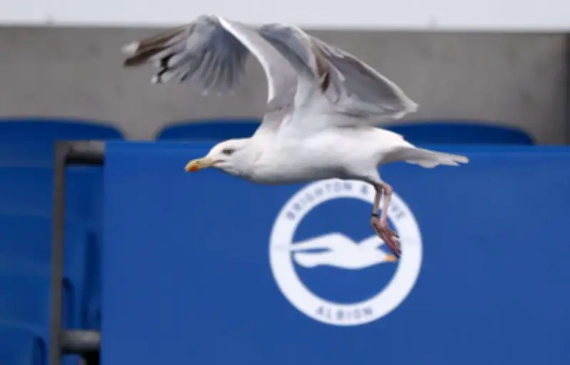 Turquie : un joueur sauve une mouette avec un massage cardiaque lors d'un match