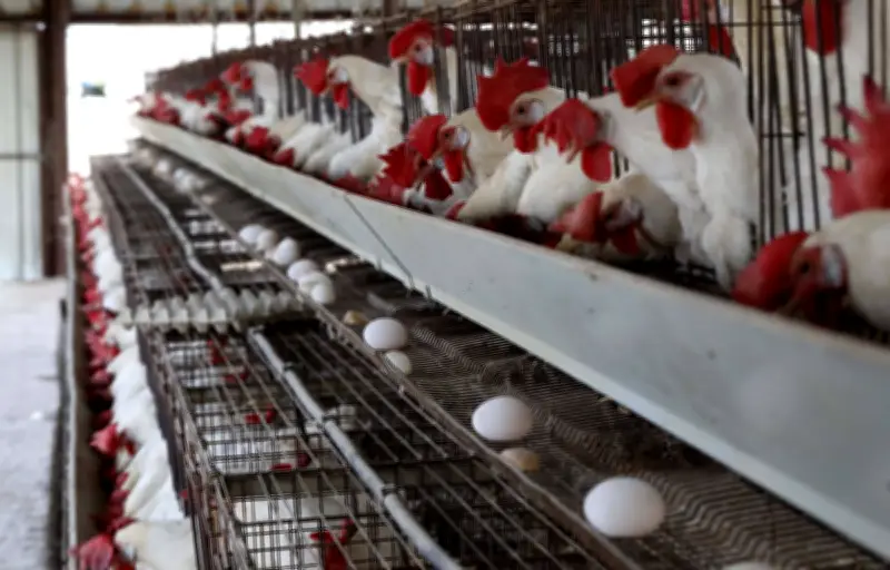 Œufs de poules en cage : 73% des supermarchés en vendent encore malgré les engagements