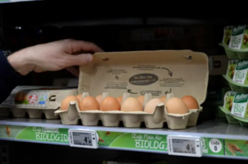 Œufs de poules en cage : malgré les progrès, 73% des supermarchés en vendent encore