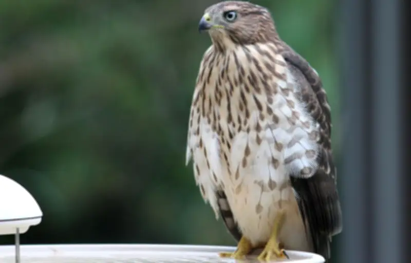 Un Américain condamné pour avoir donné de l'alcool à un rapace protégé