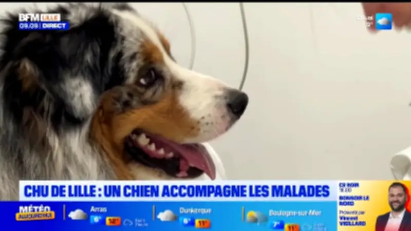 Un berger australien de 18 mois sauvé par les urgences vétérinaires de Lille
