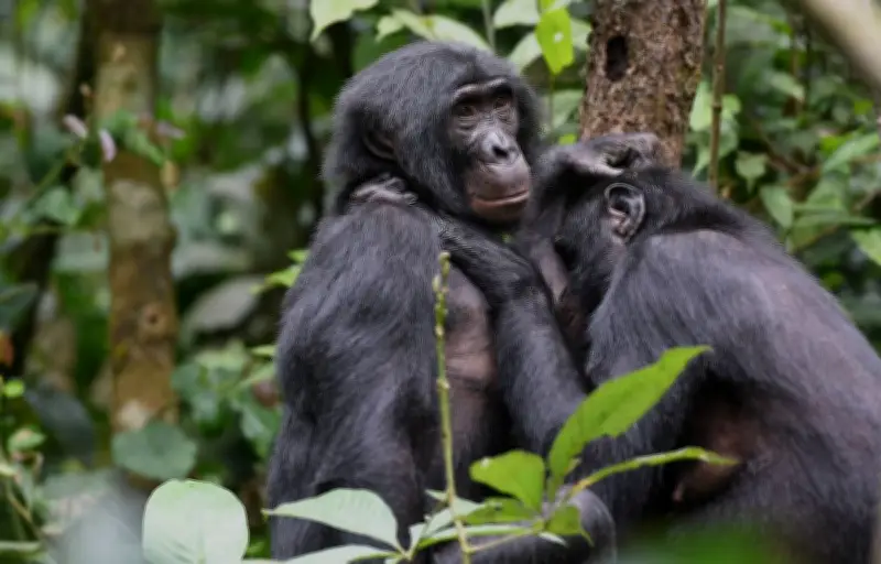 Un bonobo démontre une capacité à jouer à faire semblant, bousculant l'idée de l'imagination humaine