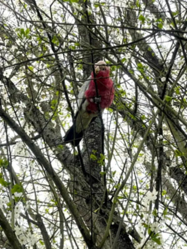 Un cacatoès capturé à La Force retrouve son propriétaire, un autre toujours en fuite