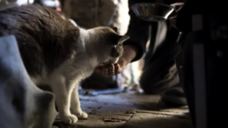 Un chat handicapé abandonné dans un sac à Cannes : l'association lance une enquête