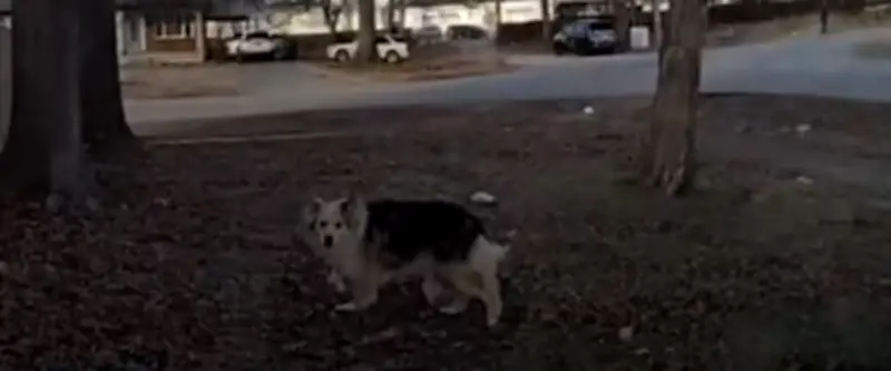 Un chien sauve un enfant de 3 ans disparu aux États-Unis, plus efficace que la police