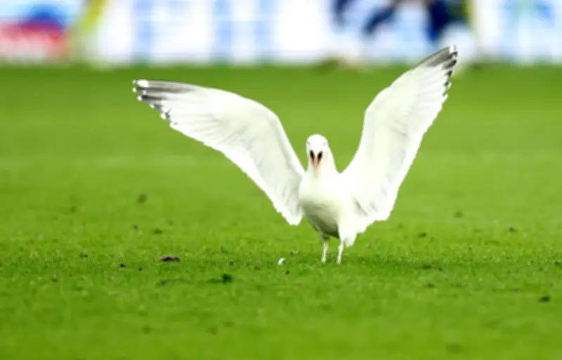 Un comptable turc sauve une mouette sur un terrain de foot, devenant un héros international